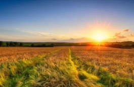 Движение «За Свободу» предлагает разрешить оборот земли