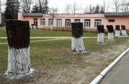 Член Движения «За Свободу» просит разобраться с варварским обращением с деревьями в Калинковичах