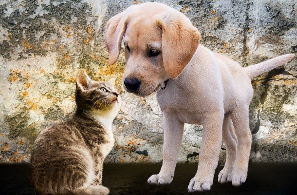 В Слуцке с представителями власти обсудили ситуацию с бездомными животными. Разговор получился жесткий