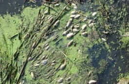 Пад Лідай мор рыбы і забруджаная вада