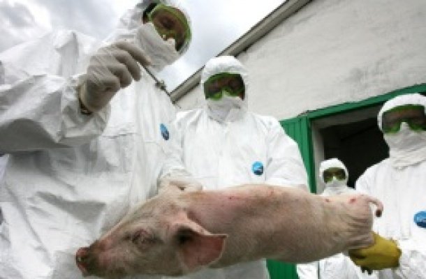 Африканская чума пришла в Городокский район