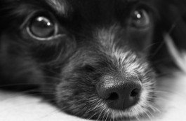 Активисты начали собирать подписи за приют для бездомных животных в Слуцке